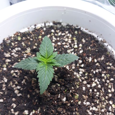 Special Kush #1 growlog timeline photo