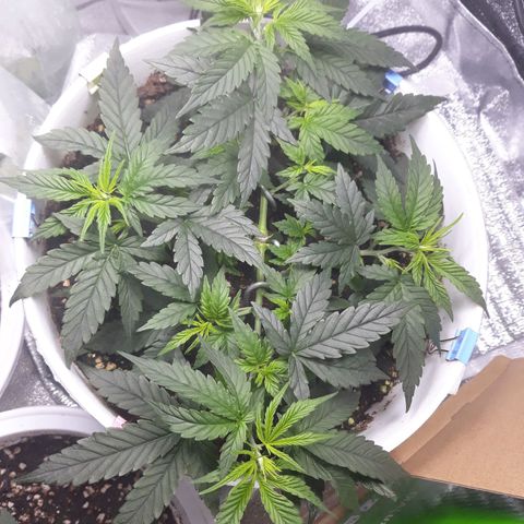 Kush n Cookies cbd 11 growlog timeline photo