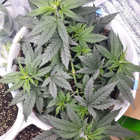 Kush n Cookies cbd 11 growlog timeline photo