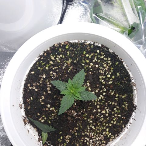 Special Kush #1 growlog timeline photo