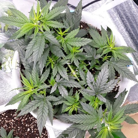 Kush n Cookies cbd 11 growlog timeline photo