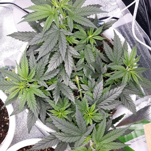 Kush n Cookies cbd 11 growlog timeline photo