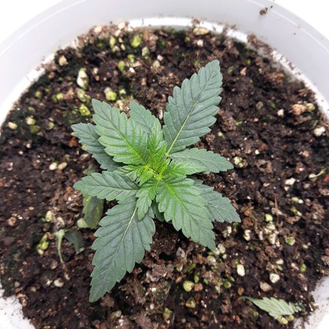 Special Kush #1 growlog timeline photo