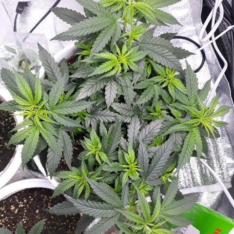 Kush n Cookies cbd 11 growlog timeline photo