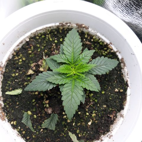 Special Kush #1 growlog timeline photo