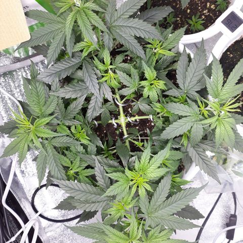 Kush n Cookies cbd 11 growlog timeline photo