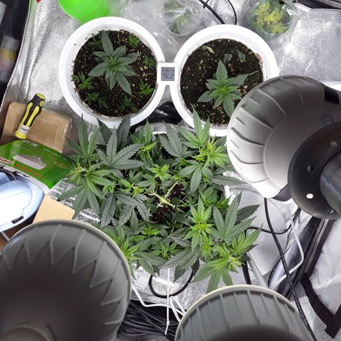 Kush n Cookies cbd 11 growlog timeline photo