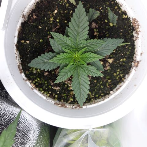 Special Kush #1 growlog timeline photo
