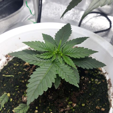 Special Kush #1 growlog timeline photo