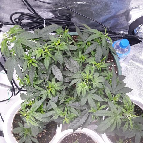 Kush n Cookies cbd 11 growlog timeline photo