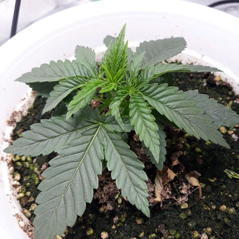 Special Kush #1 growlog timeline photo