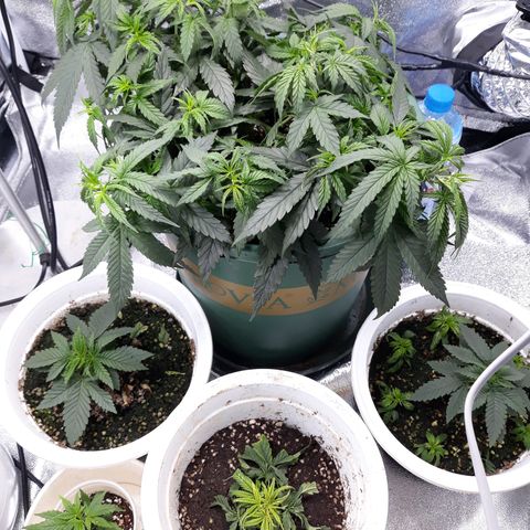 Kush n Cookies cbd 11 growlog timeline photo