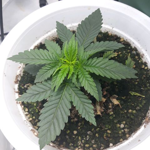 Special Kush #1 growlog timeline photo