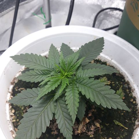 Special Kush #1 growlog timeline photo