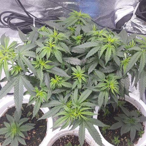 Kush n Cookies cbd 11 growlog timeline photo