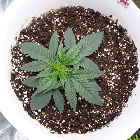 Special Kush #1 growlog timeline photo
