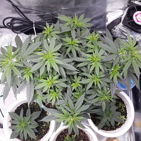 Kush n Cookies cbd 11 growlog timeline photo