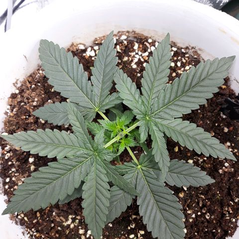 Special Kush #1 growlog photo: Topping