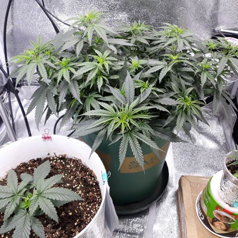 Kush n Cookies cbd 11 growlog timeline photo
