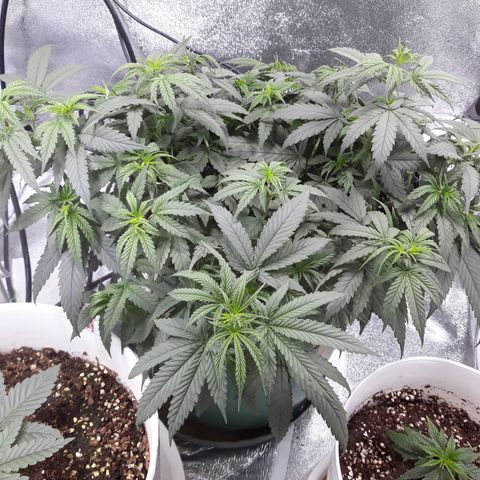 Kush n Cookies cbd 11 growlog timeline photo