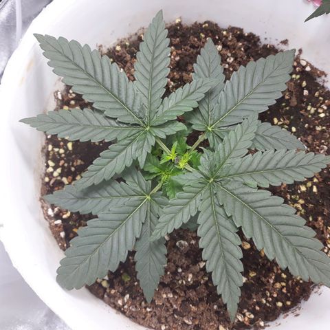 Special Kush #1 growlog timeline photo