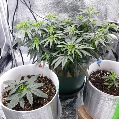 Kush n Cookies cbd 11 growlog timeline photo