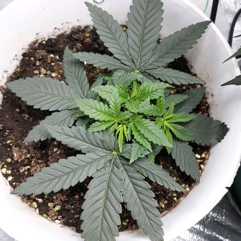 Special Kush #1 growlog timeline photo