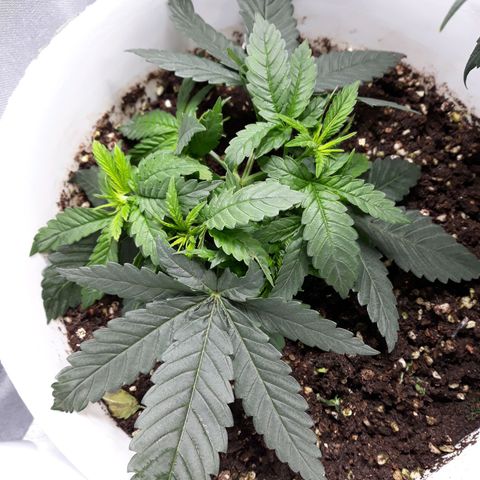 Special Kush #1 growlog timeline photo