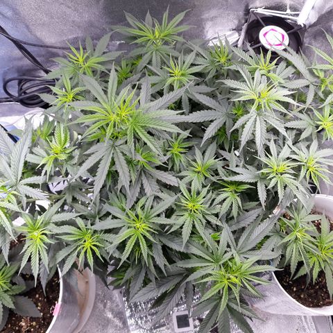 Kush n Cookies cbd 11 growlog timeline photo