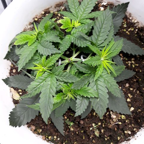 Special Kush #1 growlog timeline photo