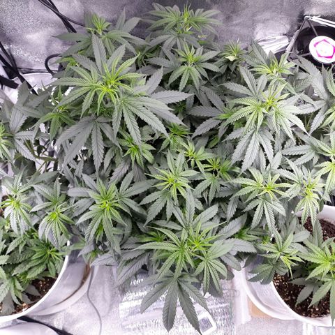 Kush n Cookies cbd 11 growlog timeline photo