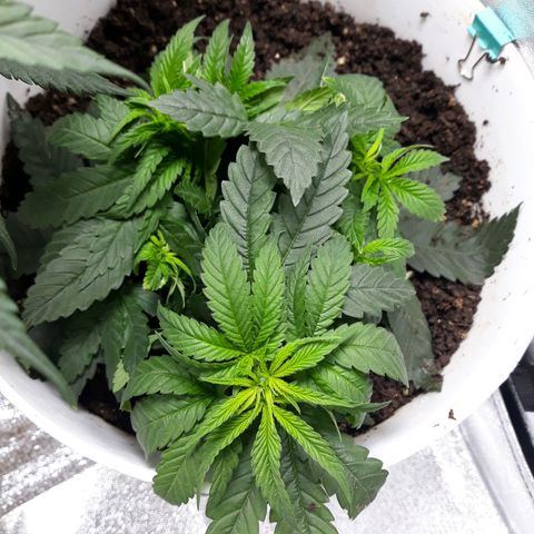 Special Kush #1 growlog timeline photo