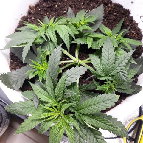 Special Kush #1 growlog timeline photo