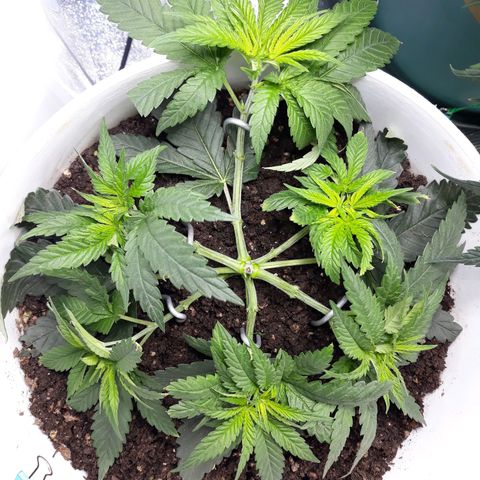 Special Kush #1 growlog timeline photo