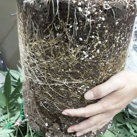 Kush n Cookies cbd 11 growlog photo: Chậu 7gl