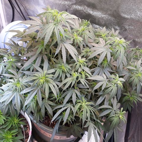 Kush n Cookies cbd 11 growlog photo: Chậu 7gl