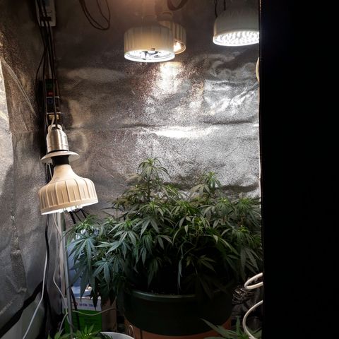 Kush n Cookies cbd 11 growlog photo: Chậu 7gl