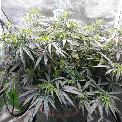Kush n Cookies cbd 11 growlog timeline photo