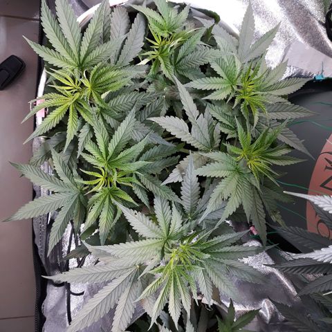 Special Kush #1 growlog timeline photo