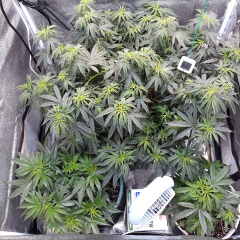 Kush n Cookies cbd 11 growlog timeline photo