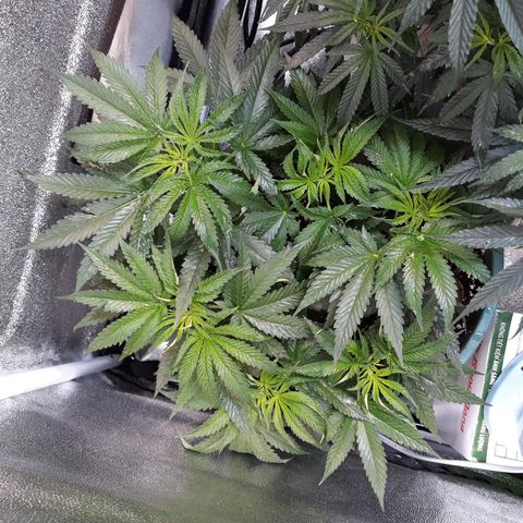 Special Kush #1 growlog timeline photo