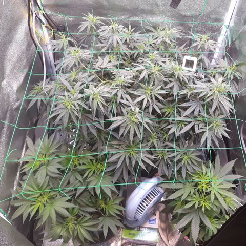 Kush n Cookies cbd 11 growlog timeline photo