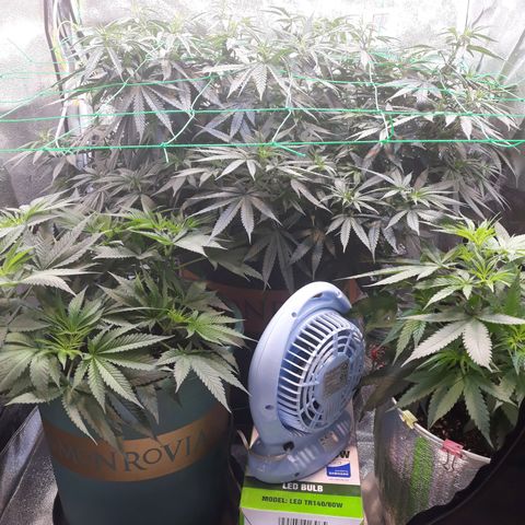 Kush n Cookies cbd 11 growlog timeline photo