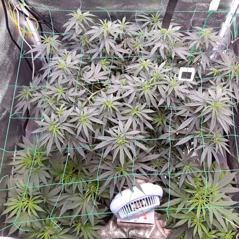Kush n Cookies cbd 11 growlog timeline photo