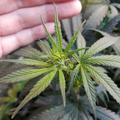 Kush n Cookies cbd 11 growlog timeline photo