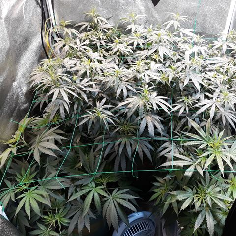 Kush n Cookies cbd 11 growlog timeline photo