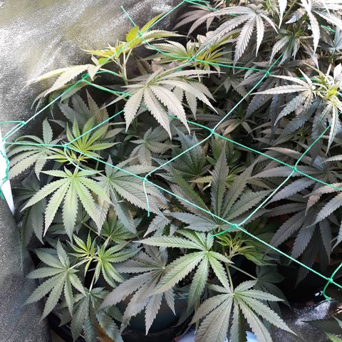 Special Kush #1 growlog timeline photo