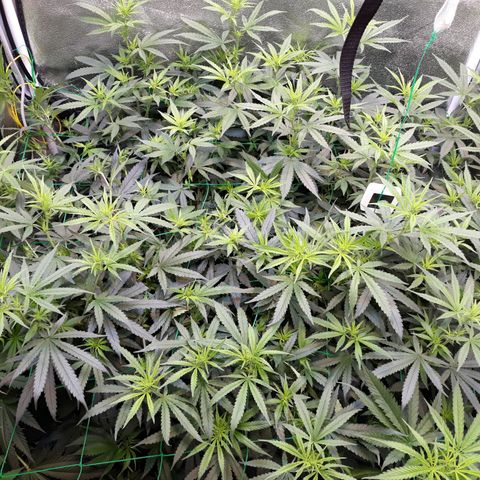 Kush n Cookies cbd 11 growlog timeline photo