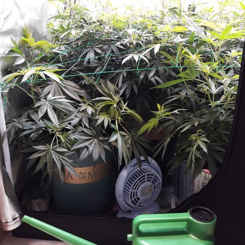 Kush n Cookies cbd 11 growlog timeline photo