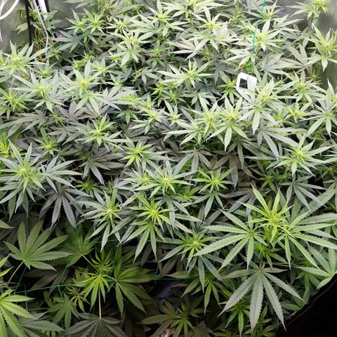 Kush n Cookies cbd 11 growlog timeline photo